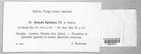 Radulidium epichloes image